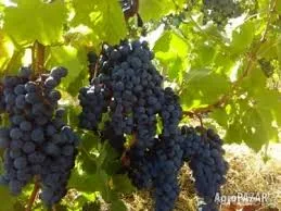 Продавам грозде – Памид и Каберне совиньон. — снимка 3