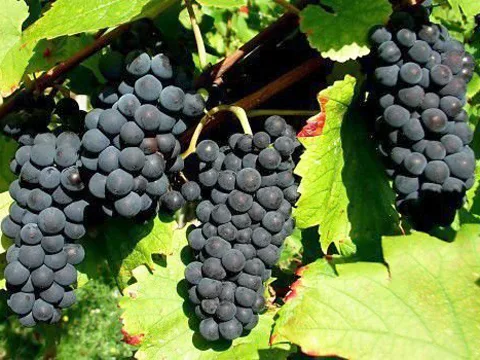 Продавам грозде – Памид и Каберне совиньон. — снимка 6